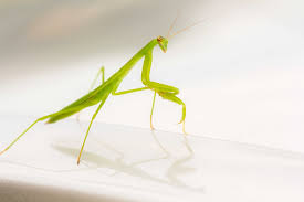 Idolomantis is a genus of praying mantises in the family empusidae. Disguise In Nature The Colorful Kung Fu Masters Cgtn