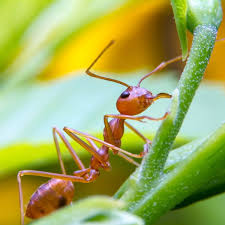 My girlfriend doesn't want any ant in the house unless it's nest is design. How To Get Rid Of Fire Ants Planet Natural