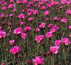 Image result for Plumbaginaceae