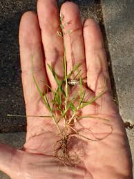 Image result for Poa