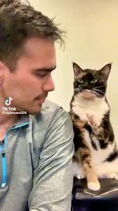 Sweet moments between kitties and their owners! ❤️