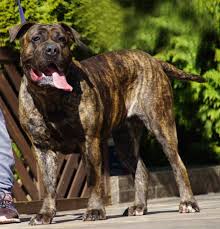 Club del perro de presa canario de las palmas. Dogo Canario Zoe Ekkifant Agency For Animals