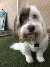 Tibetan Terrier Dog Tibetan Terrier Terrier Dogs Terrier