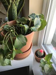 Pothos (epipremnum aureum) is an often overlooked vining houseplant that is a great addition to any pothos is so easy to grow. Pothos Has Gone Limp How Can I Help It Details In Comments Gardening Garden Diy Home Fl Starting A Vegetable Garden Gardening For Beginners Easy Garden