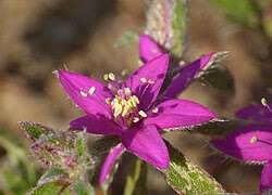 Image result for Aizoon schellenbergii