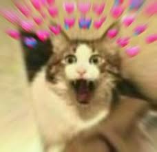 Trendy Cats Memes Reaction Ideas Cat Memes Cute Cat Memes Cute Love Memes