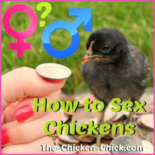 Timelapse chicken transformation comparison (chick gender identification). How To Sex Chickens How To Tell Male Or Female Hen Or Rooster