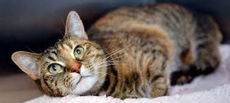 Please have a look at all the amazing cats and kittens we have for adoption in our centers and our foster program. Welcome To Give Me Shelter Cat Rescue