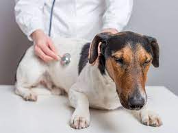 Um welche symptome es sich dabei handelt, lesen sie im folgenden artikel. Fieber Beim Hund Was Tun