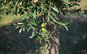 We did not find results for: L Olivier Olea Europaea Plantation Entretien Et Culture