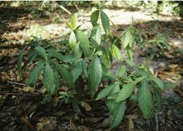 Image result for Psychotria auxopoda