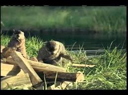 One Of The Funniest Things Ever Funny Commercials Great Videos Animal Antics