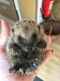 In der freien natur gehen igel ende november in den winterschlaf, wenn es im freien durchgehend ca. Igel Tierauffangstation De