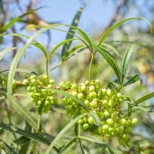 Image result for Salacia rhodesiaca