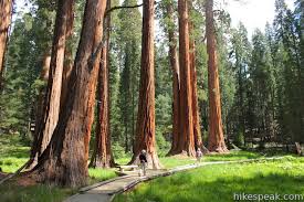 Maybe you would like to learn more about one of these? Big Trees Trail Sequoia Hikespeak Com