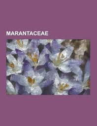 Image result for Sarcophrynium