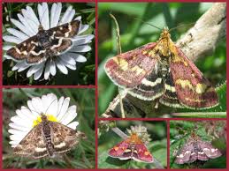 Image result for Pyrausta nigrata