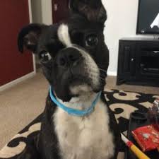 United states, bradenton, 714 60th street ct e. Veterinarians In Bradenton Yelp