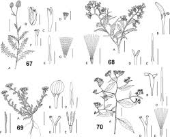 Image result for Pleiotaxis pulcherrima