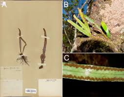 Image result for Grammitis cryptophlebia