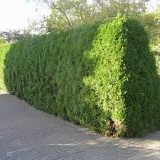 Image result for Hetaeria occidentalis