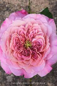 Pin On Glorious Gardens
