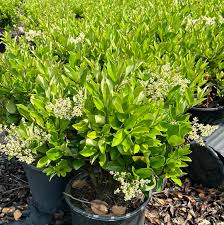 Image result for Ligustrum