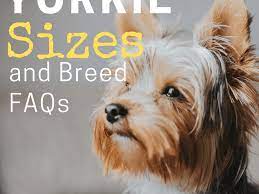 The pets shown here have been adopted from the oregon humane society over the past few days. Yorkie Sizes Giant Standard And Teacup Yorkshire Terriers Pethelpful