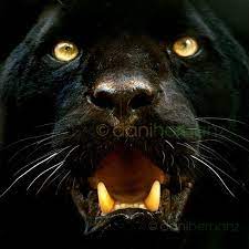 We've gathered more than 5 million images uploaded by. Black Jaguar Black Jaguar Animal Black Jaguar Jaguar Animal