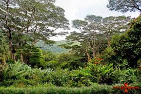 Wahiawa botanical garden, wahiawa, hi. Lyon Arboretum Botanical Garden Oahu Secret Garden