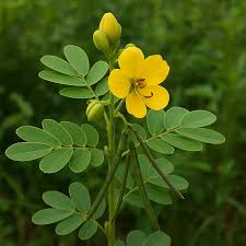 Image result for Senna tora