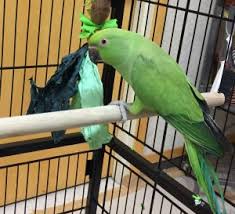 Adoptions Planned For Rescued Birds Oregon Humane Society