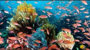 Pemandangan alam merupakan keindahan alam yang dapat dipersepsikan melalui komponen mata dalam panca indra manusia. Eksotisnya Keindahan Bawah Laut Pulau Wakatobi Tak Bisa Disangkal Tribun Kaltim