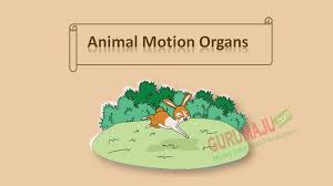Soal uas bahasa inggris kelas 5 semester 1 plus kunci jawaban. Materi Pelajaran Bahasa Inggris Kelas 5 Semester 1 Revisi Guru Maju
