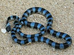 Top 10 smallest snake in the world. Top 10 The Most Venomous Snake Species In The World