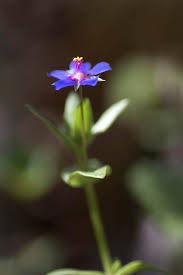 Image result for Anagallis kochii