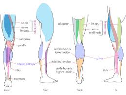 The gastrocnemius muscle has two large bellies, called the medial head and the lateral. Human Anatomy Fundamentals Muscles And Other Body Mass