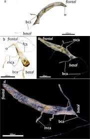 Image result for Polysphaeria harrisii