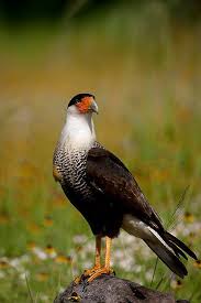 Black And White Hawk Eagle Texas Crested Cara Cara By Bettywiley Mexican Eagle Birds Of Prey North American Wildlife