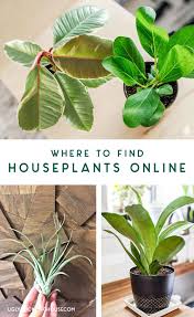 Buying Houseplants Online What To Look For My Fave Shops In 2020 Houseplants Hanging Plants Outdoor Low Light House Plants