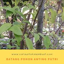 Pohon jalitri di alam liar. Terbaik Dari Jenis Pohon Anting Putri Bunga Hias