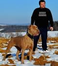 Bandogs For Sale | American Sentinel K9, LLC