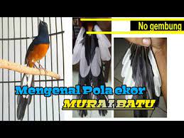 Jenis burung murai batu yang asalnya dari daerah medan, pola warnanya menjadi dua bagian. Pola Ekor Segala Jenis Murai Batu Distinguish The Magpie Tail Pattern Youtube