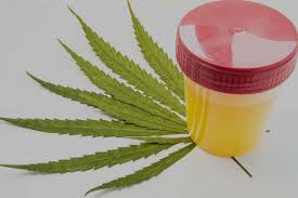 Sep 30, 2020 · cbd will not show up in a drug test because drug tests are not screening for it. Does Cbd Show Up On A Drug Test Will It Cause You To Fail