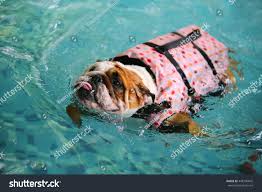No, english bulldogs are prone to drowning and should be closely supervised with a life vest on when swimming. English Bulldog Wear Polka Dot Pattern Life Royalty Free Stock Photo 448796845 Avopix Com