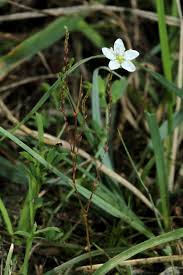 Image result for Sagina abyssinica