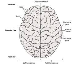 The medial area of the precentral gyrus get its blood from the anterior cerebral artery. Precentral Gyrus Definition And Meaning