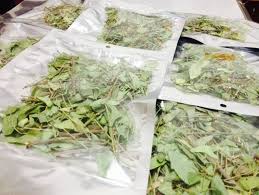 Kami juga menggunakan keseluruhan pokok daun, batang dan akar (selepas mengambil kira khasiatnya yang lebih baik berbanding hanya menggunakan daunnya). Minum Air Daun Rama Rama Wayne Harraz