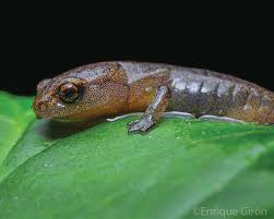 Image result for Blotiella sinuata