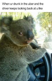 20 Hilarious Uber Animal Memes Animals Images Koala Bear Animals